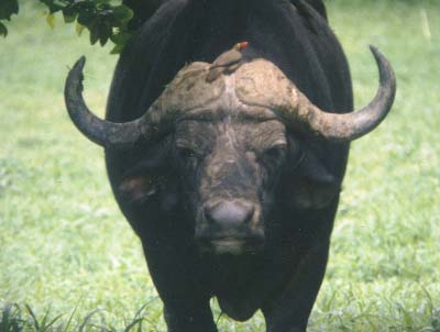 Image loading...Buffalo