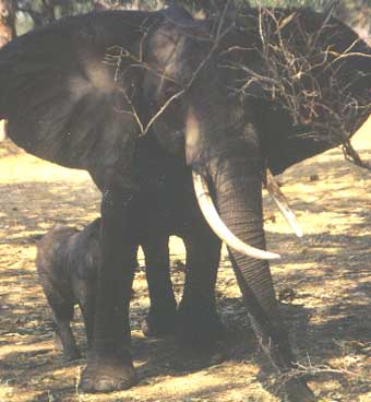Image loading...Cow and Calf, Mana Pools
