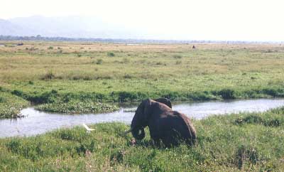 Image loading...Bathing in the Zambezi