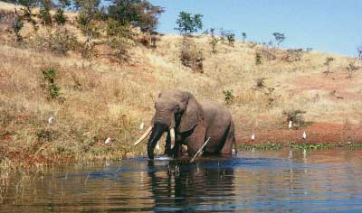 Image loading...Bull Elephant in the shallows, Mana Pools