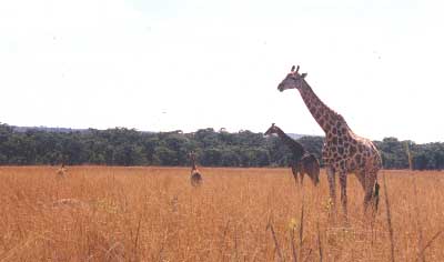 Image loading...Giraffe, mother and child