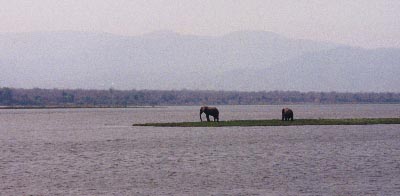 Image loading...Elephant on Kariba