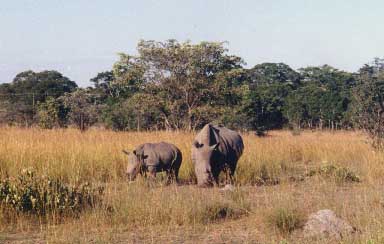 Image loading...Rhino, mother and child