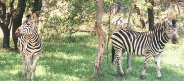 Image loading...Zebra, Mana Pools